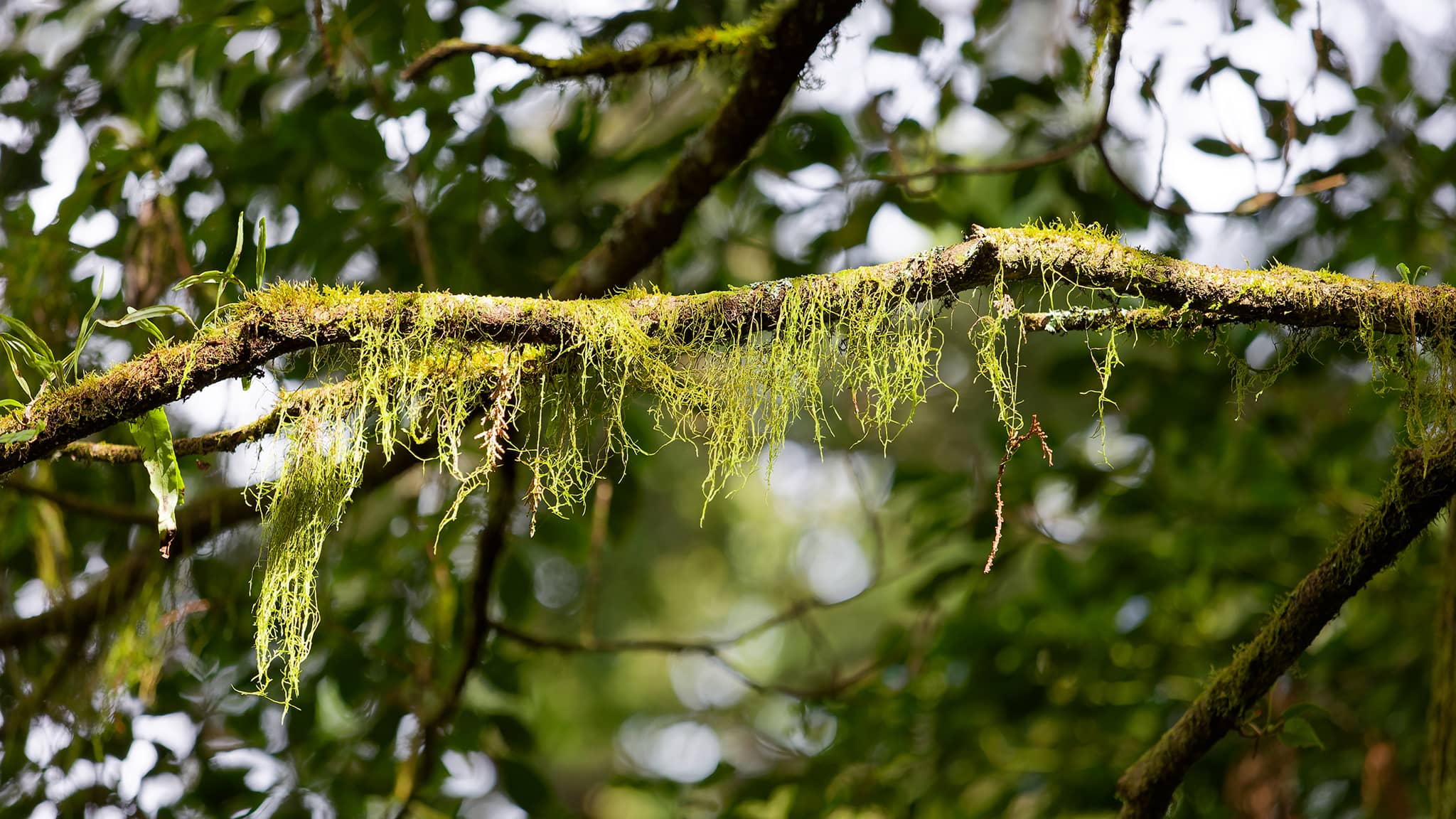 05 - Alishan (36).jpg